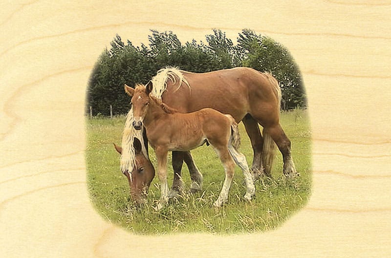 hironwoods-magnets-en-bois-cheval-comtois-magnet-bois image 1