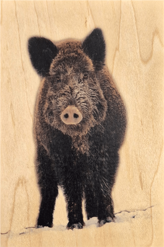 hironwoods-magnets-en-bois-sanglier-de-face-magnet-animal image 1