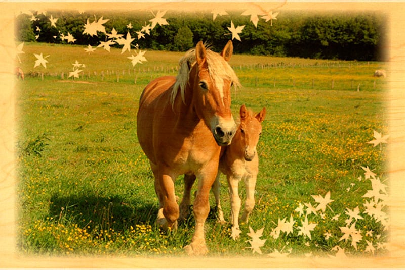 hironwoods-magnets-en-bois-magnet-bois-cheval-comtois image 1