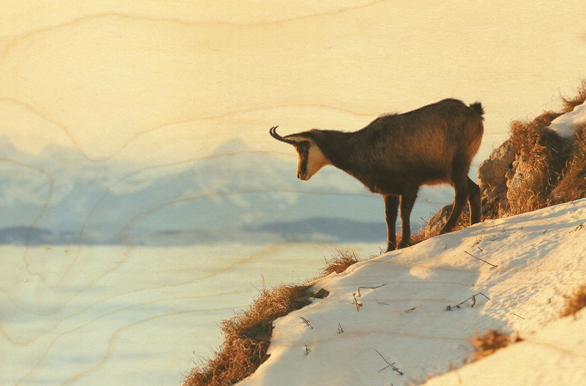 hironwoods-animaux-chamois-magnet-bois-carr-6x6cm image 1