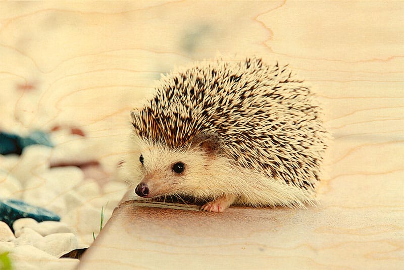 hironwoods-h-risson-magnet-bois-animal-frigo image 1