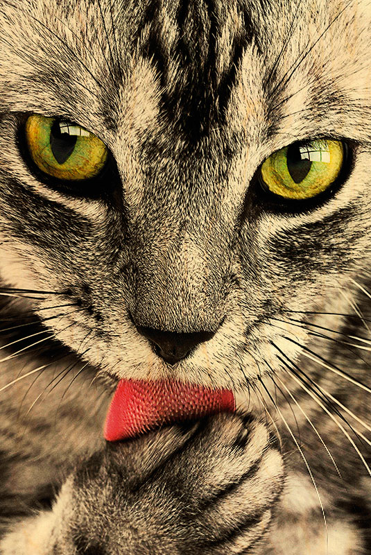 hironwoods-chat-langue-magnet-bois-frigo image 1