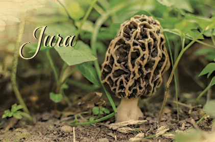 hironwoods-magnets-en-bois-magnet-champignon-morille-jura image 1