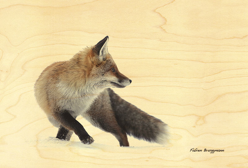 hironwoods-renard-jura-magnet-bois-animaux image 1