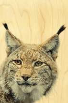 hironwoods-lynx-t-te-jura-magnet-bois-frigo-souvenir image 1