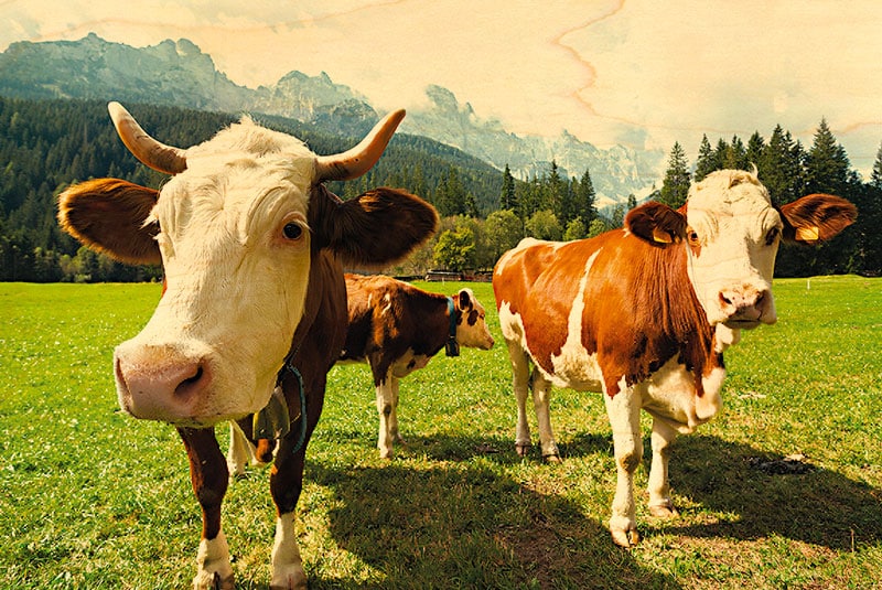 hironwoods-vache-montb-liarde-magnet-bois-jura-animaux image 1