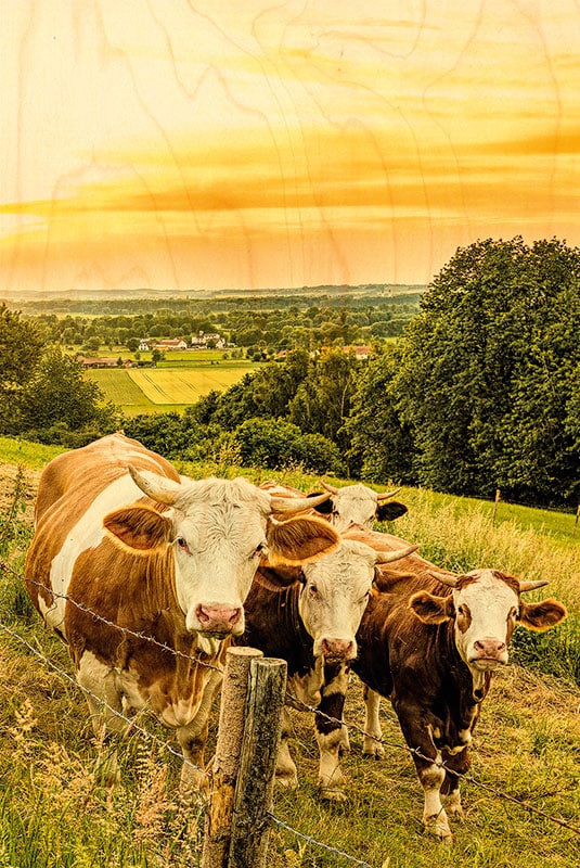 hironwoods-magnets-vaches-coucher-soleil-magnet-bois image 1