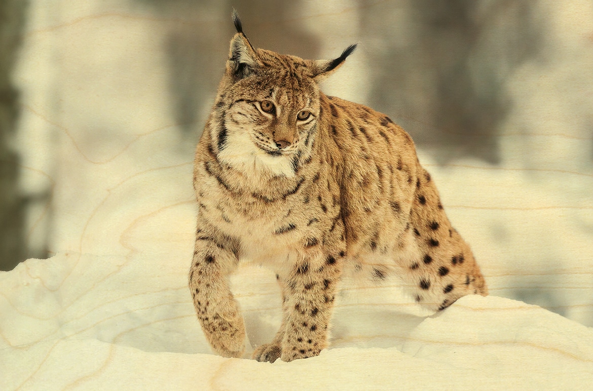 hironwoods-magnets-en-bois-lynx-neige-magnet-animaux image 1