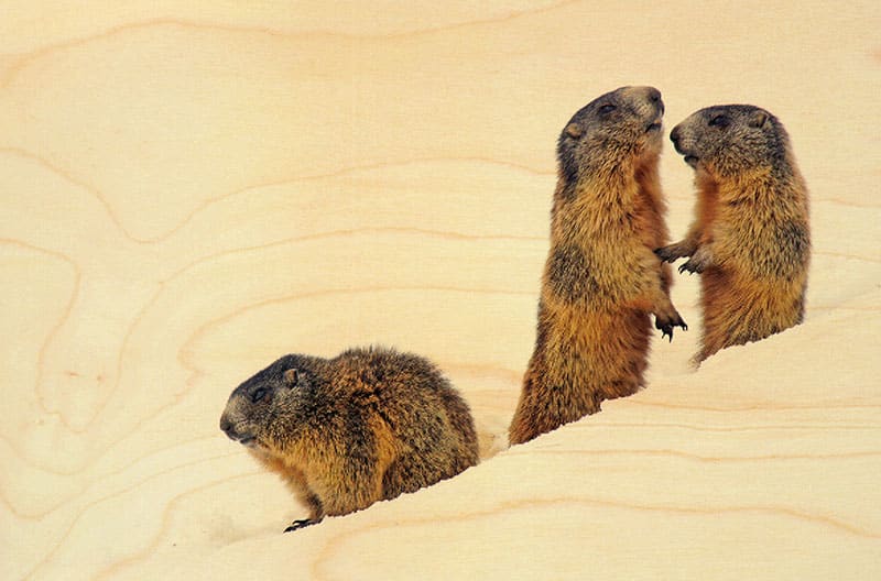 hironwoods-magnet-bois-marmotte-soleil-animaux image 1
