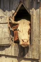 hironwoods-vache-chalet-magnet-bois-montagne-souvenir image 1