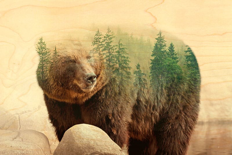 hironwoods-magnets-en-bois-magnet-bois-ours-for-t-montagne image 1