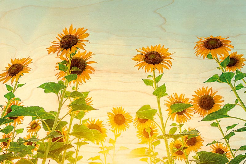 hironwoods-magnets-bois-fleurs-tournesols-magnet image 1
