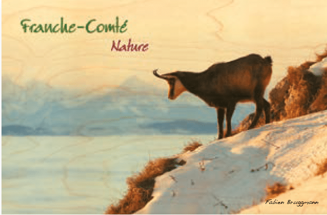 hironwoods-magnets-magnet-bois-chamois-franche-comt image 1