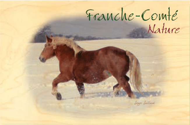 hironwoods-cheval-comtois-neige-magnet-bois-animaux image 1