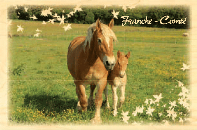 hironwoods-jument-poulain-magnet-bois-franche-comt image 1