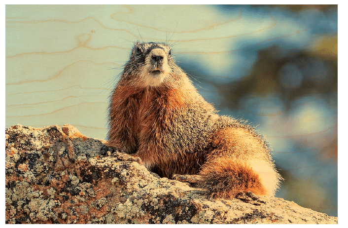hironwoods-marmotte-soleil-carte-postale-bois-animaux image 1