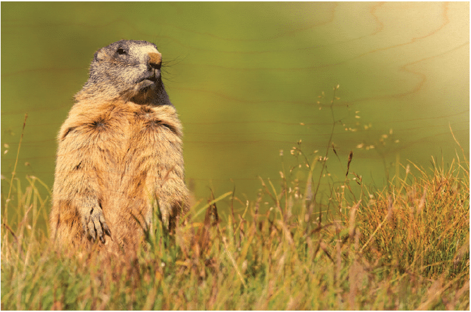 hironwoods-marmotte-guetteuse-carte-postale-bois image 1