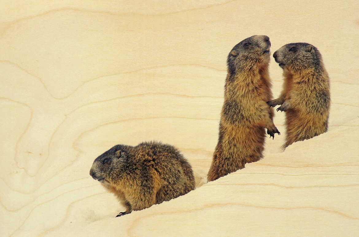 hironwoods-marmottes-dans-la-neige-carte-postale-bois-100x150mm image 1