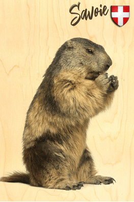 hironwoods-carte-postale-bois-marmotte-debout-100x150mm image 1