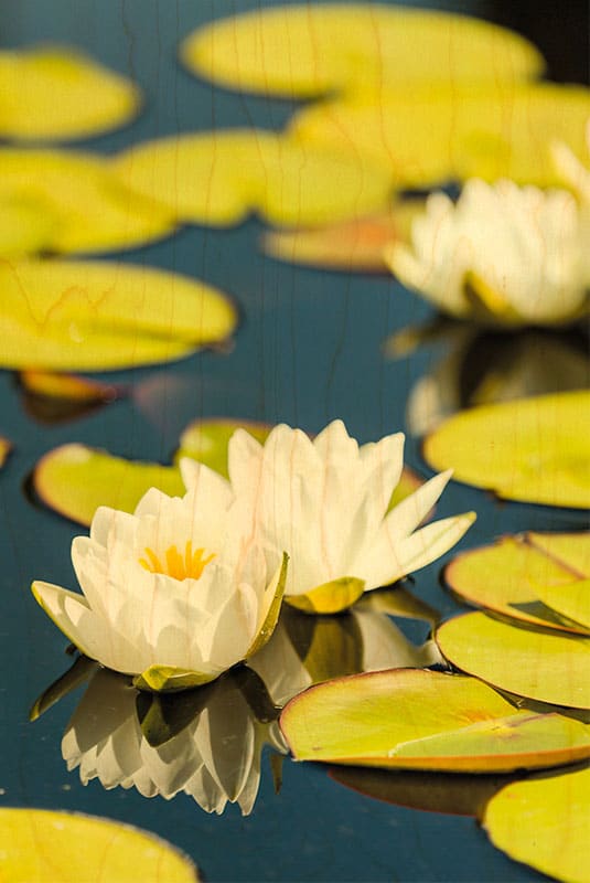 hironwoods-carte-postale-n-nuphar-blanc-carte-bois-100x150 image 1