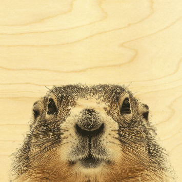 hironwoods-poster-bois-30x30cm-marmotte-animaux image 1