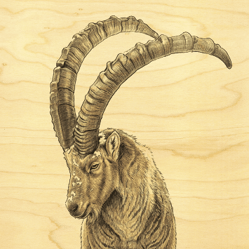 hironwoods-bouquetin-poster-bois-30x30cm-animaux image 1