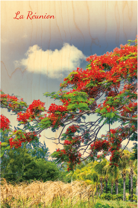 hironwoods-carte-postale-bois-bougainvillier-verticale image 1