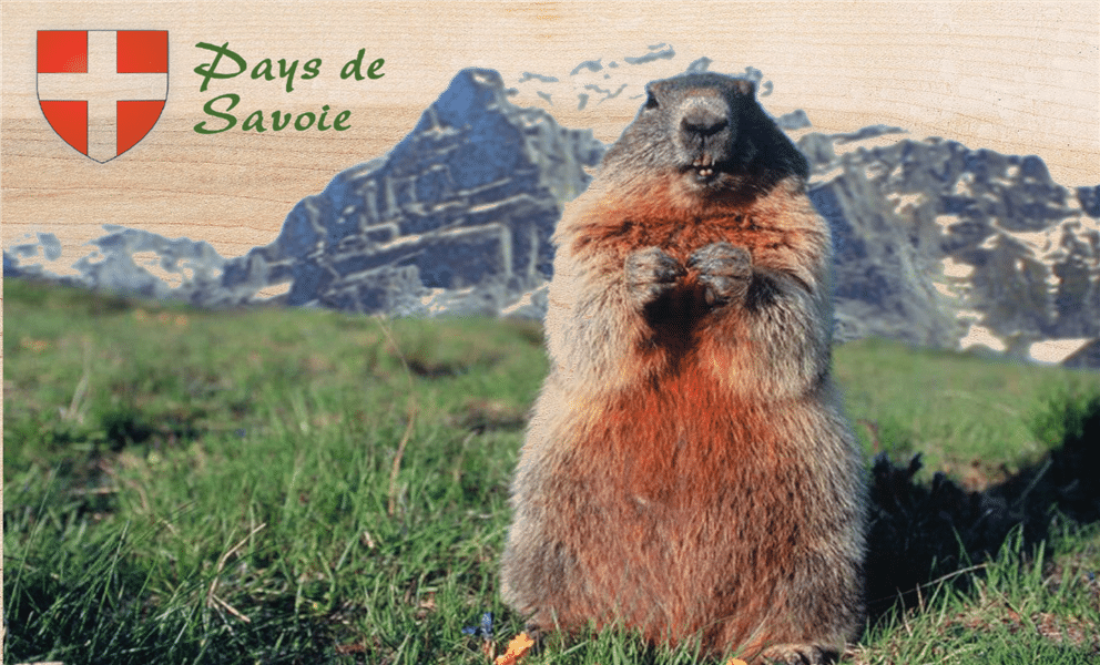 hironwoods-marmotte-debout-savoie-carte-postale-bois image 1