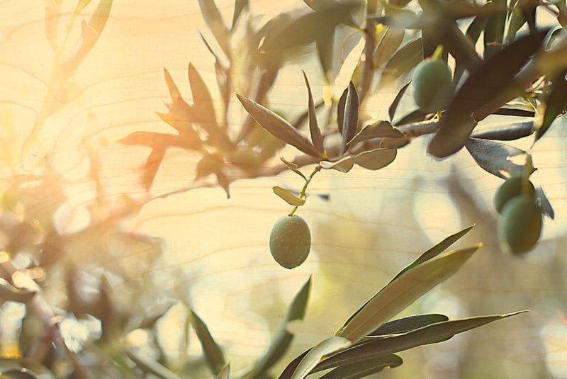 hironwoods-carte-postale-bois-olive-olivier-100x150mm image 1