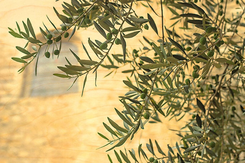 hironwoods-carte-bois-olives-fond-mur-postale-100x150 image 1