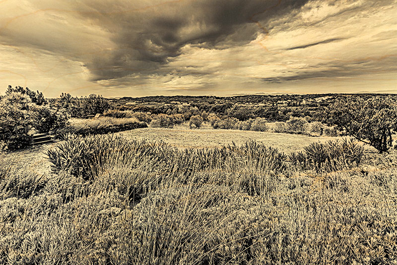 hironwoods-carte-postale-bois-sud-paysage-noir-et-blanc image 1