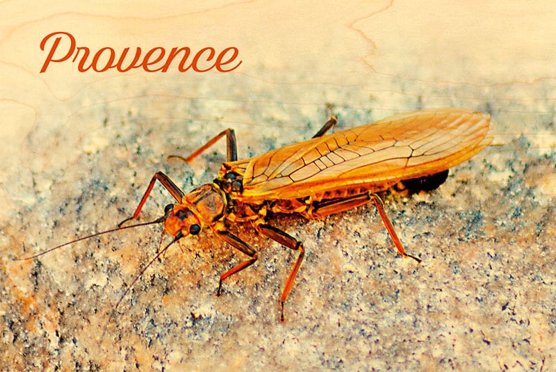 hironwoods-carte-postale-bois-cigale-provence-100x150mm image 1