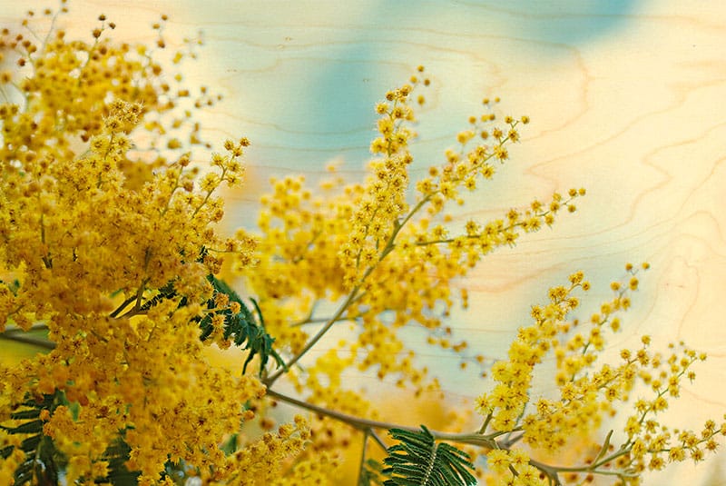 hironwoods-carte-bois-mimosa-carte-postale-100x150-fleurs image 1