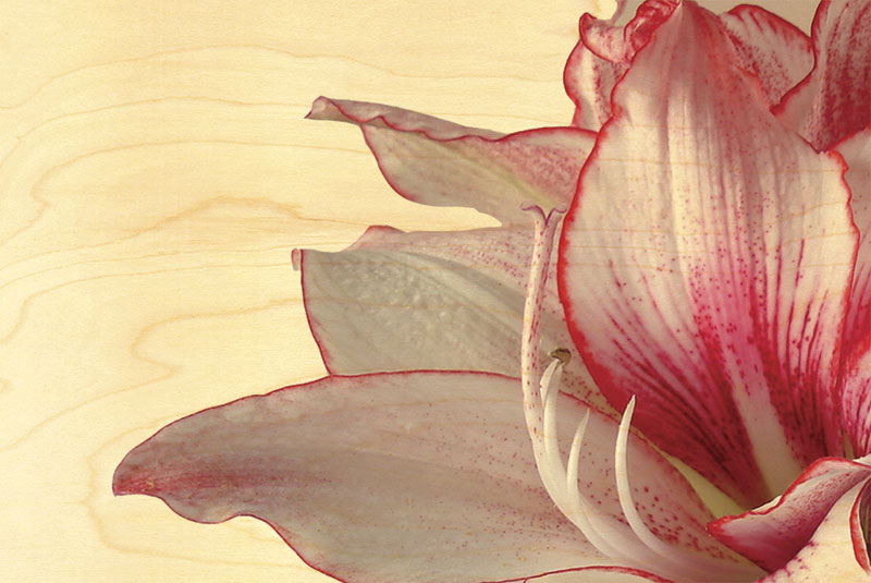 hironwoods-carte-postale-bois-amaryllis-10x15cm image 1