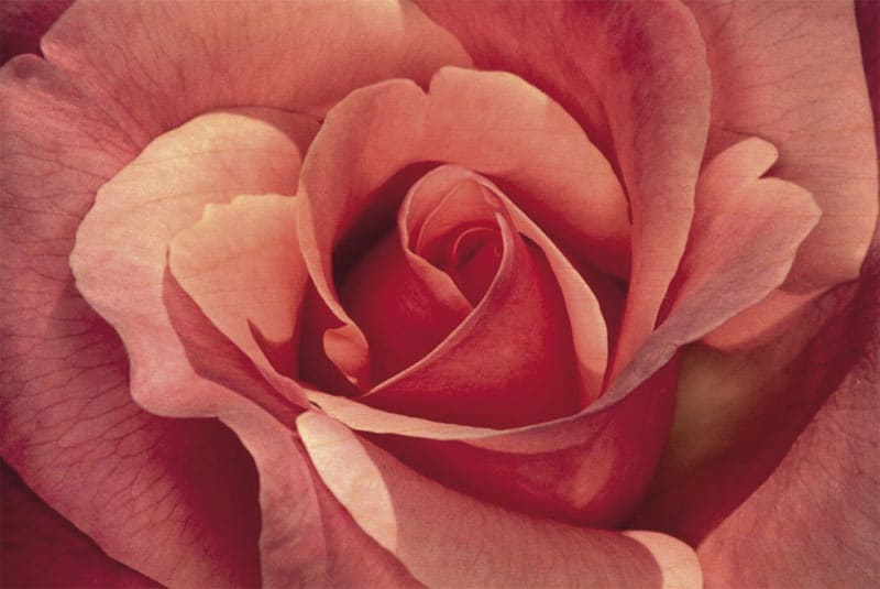 hironwoods-carte-postale-bois-rose-100x150mm image 1