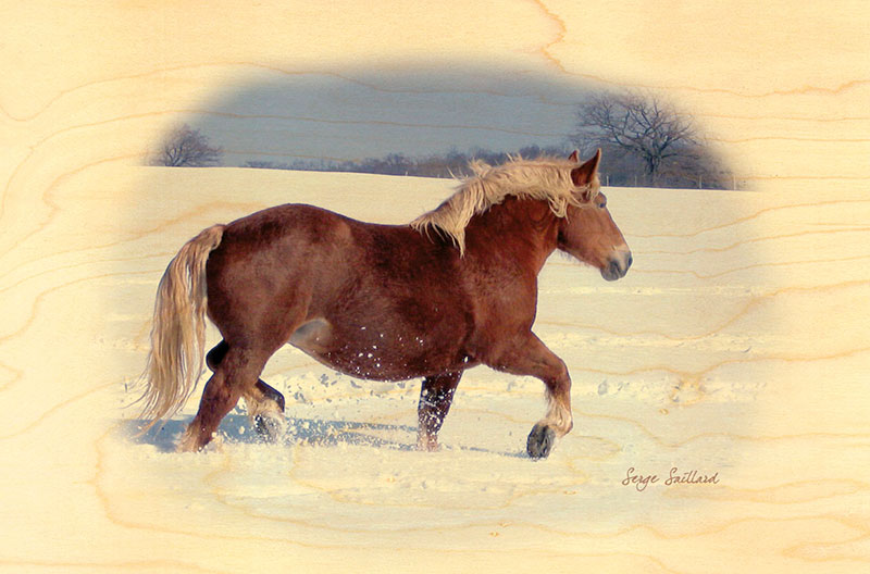 hironwoods-carte-postale-bois-cheval-comtois-neige-100x150 image 1