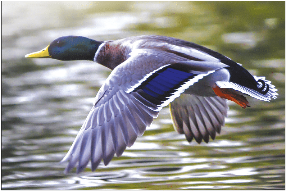 hironwoods-canard-colvert-carte-postale-bois-100x150mm-oiseau image 1