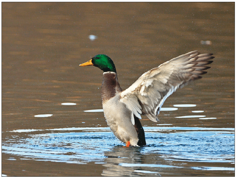 hironwoods-canard-colvert-carte-postale-bois-100x150mm-lac image 1