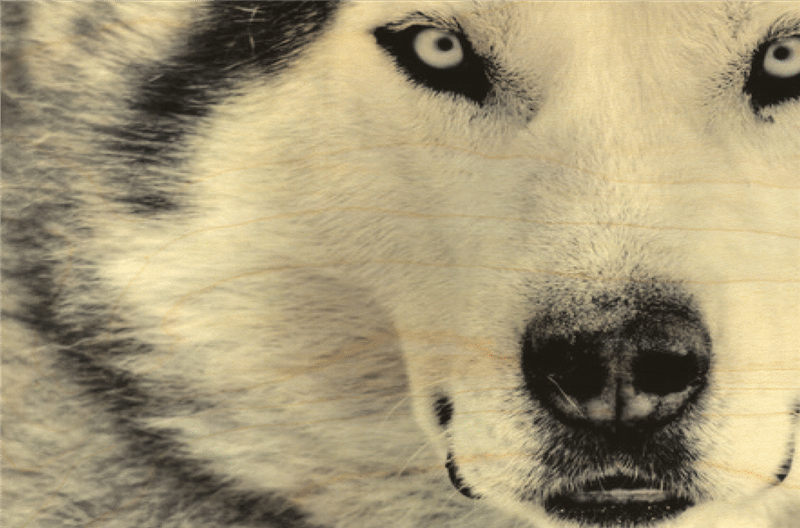 hironwoods-husky-gros-plan-carte-postale-bois-animaux image 1