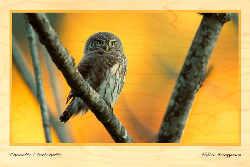 hironwoods-chouette-carte-postale-bois-rapace image 1