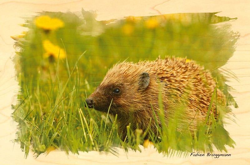 hironwoods-cartes-postales-en-bois-h-risson-carte-animaux image 1