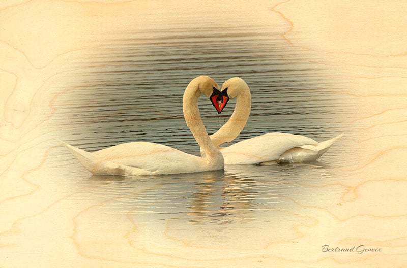 hironwoods-carte-postale-bois-deux-cygnes-100x150mm image 1