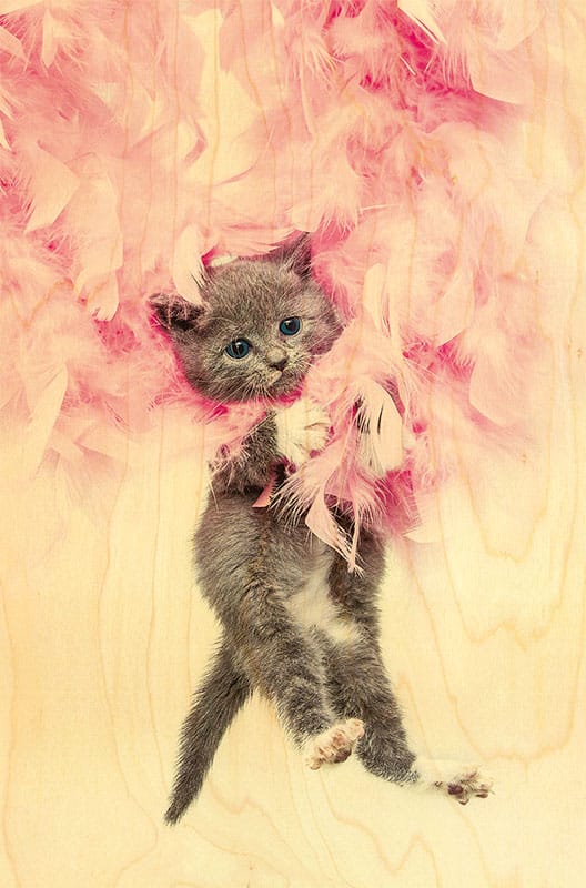 hironwoods-chaton-boa-carte-postale-bois-100x150mm image 1