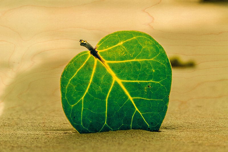 hironwoods-feuille-plage-carte-postale-bois-100x150mm image 1