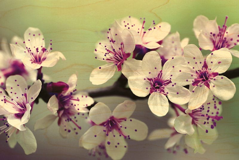 hironwoods-carte-bois-cerisier-en-fleurs-carte-postale-100x150mm image 1