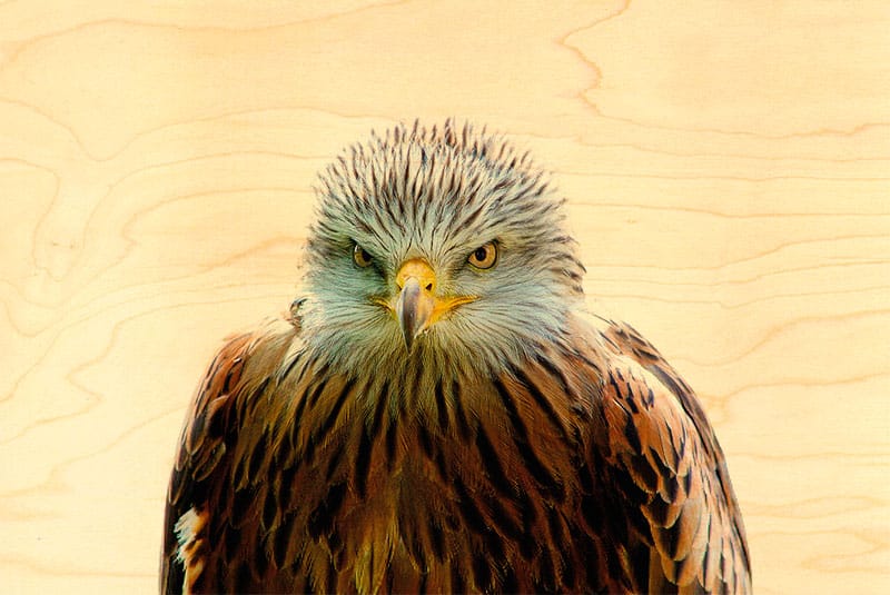 hironwoods-cartes-postales-aigle-royal-carte-postale-bois-rapace image 1