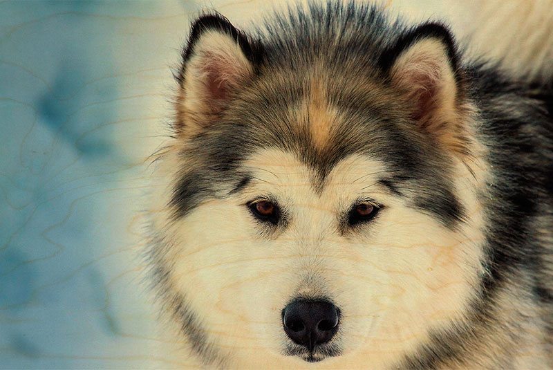 hironwoods-cartes-postales-bois-carte-husky-tra-neau image 1