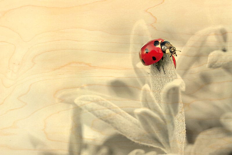 hironwoods-coccinelle-fond-gris-carte-postale-bois-10x15cm image 1