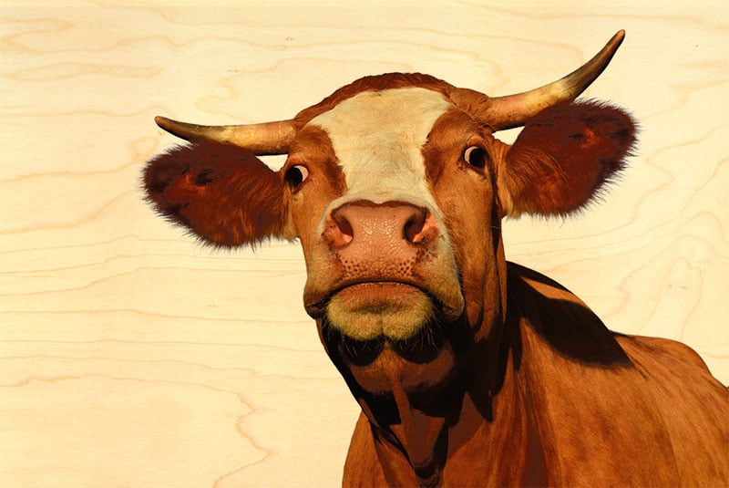 hironwoods-cartes-postales-vache-portrait-carte-bois-100x150 image 1