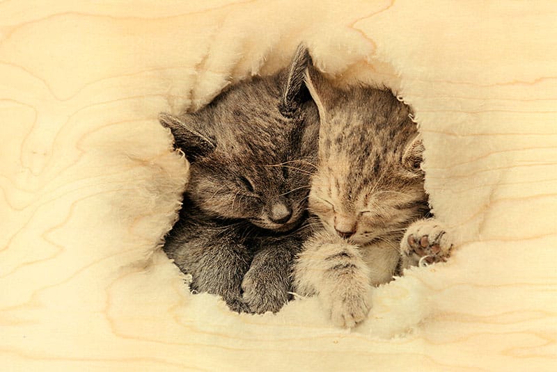 hironwoods-carte-postale-bois-chatons-boule-100x150mm image 1